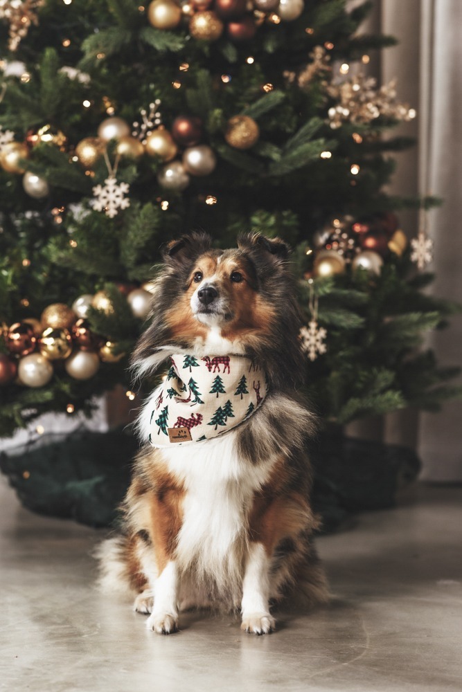 xmas-mediamieze